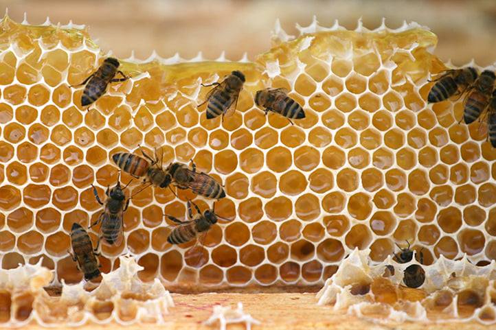 [蜂蜜資訊] 蜂蜜與糖尿病