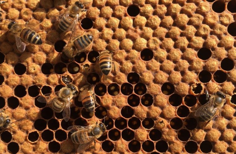 [蜂蜜資訊] 蜜蜂與蜂蜜