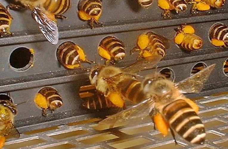 [蜂蜜資訊] 蜜蜂與花粉