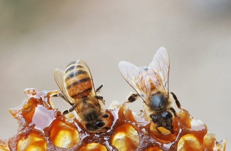[蜂蜜資訊] 迷人的蜂蜜